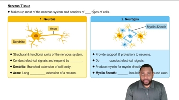 Nervous Tissue Concept 2