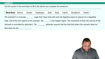 Esophagus & Stomach Example 3