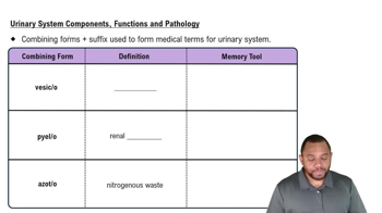 Urinary System Components, Functions and Pathology Concept 1