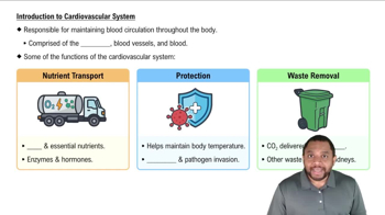 Introduction to Cardiovascular System Concept 1