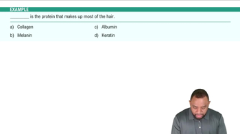 Accessory Structures: Hair Example 3