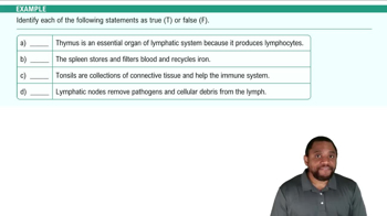Lymphatic System Components Example 2
