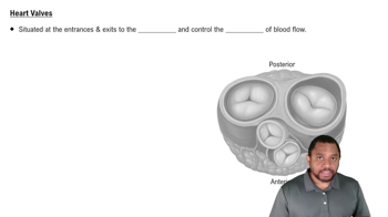 Heart Valves Concept 2