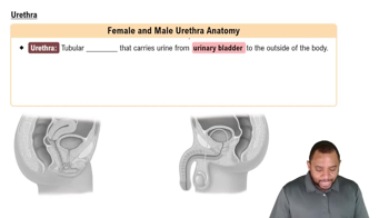 Urethra Concept 6