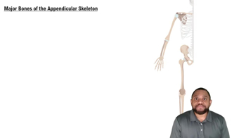 Major Bones of the Appendicular Skeleton Concept 3