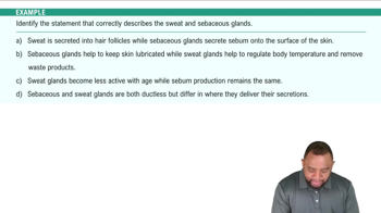 Accessory Structures: Sweat & Sebaceous Glands Example 4