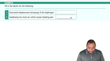 Components of Respiratory System Example 1