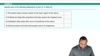 Uterine Tubes Example 3
