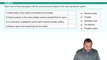 Internal Genitalia: Ves Deferens and Seminal Vesicles Example 4