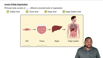 Levels of Body Organization Concept 1