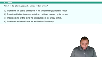 External Anatomy of Kidney Example 1