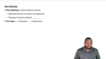 Bone Markings Concept 1