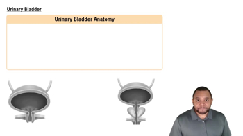 Urinary Bladder Concept 5