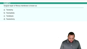 Structures of Muscular System  Example 1