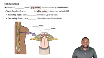 CNS: Spinal Cord Concept 4