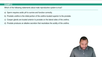 Internal Genitalia: Prostate and Bulbourethral Glands Example 5