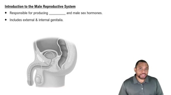 Introduction to Male Reproductive System Concept 1