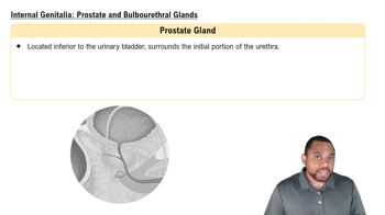 Internal Genitalia: Prostate and Bulbourethral Glands Concept 5