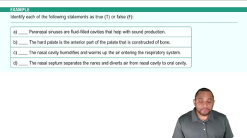 Upper Respiratory Tract: Nasal Cavity Example 2
