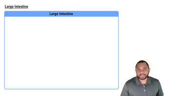 Large Intestine Concept 5