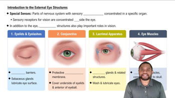 Introduction to the External Eye Structures Concept 1
