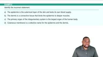 Layers of the Skin Example 1