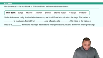 Lower Respiratory Tract: Trachea Example 5
