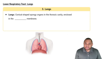 Lower Respiratory Tract: Lungs Concept 8