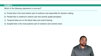 Lobes of the Cerebrum Example 3