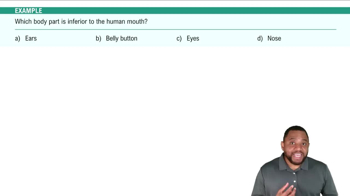 Body Directions Example 2