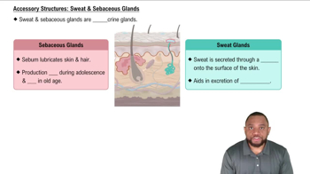 Accessory Structures: Sweat & Sebaceous Glands Concept 4