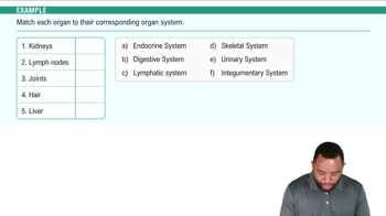 Organ System Level Example 3