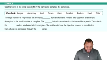 Large Intestine Example 5