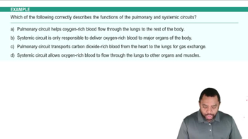 Cardiovascular System Divisions Example 2