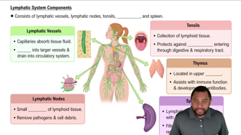Lymphatic System Components Concept 2