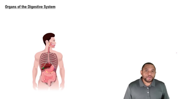 Organs of the Digestive System Concept 1