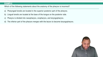 Upper Respiratory Tract: Pharynx Example 3
