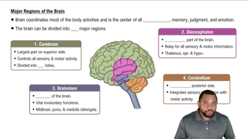 Major Regions of the Brain Concept 2