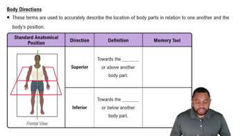 Body Directions Concept 2