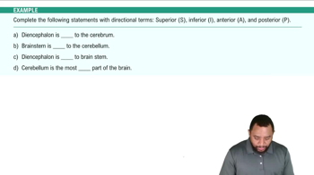 Major Regions of the Brain Example 2
