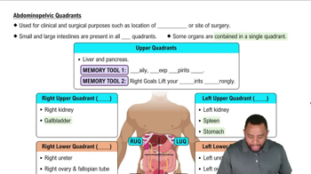 Abdominopelvic Quadrants Concept 3