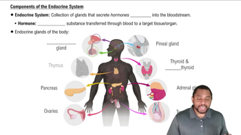 Components of the Endocrine System Concept 1