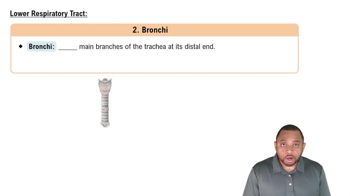 Lower Respiratory Tract: Bronchi Concept 7