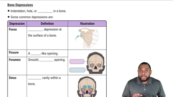 Bone Depressions Concept 3