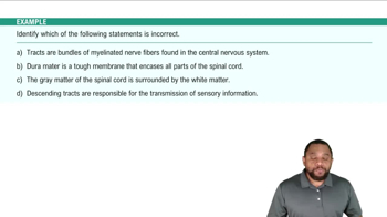 CNS: Spinal Cord Example 4