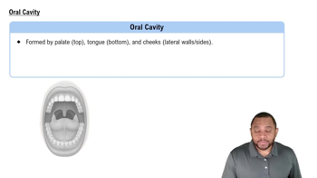 Oral Cavity Concept 2