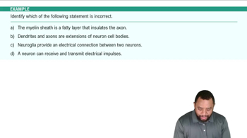Nervous Tissue Example 2