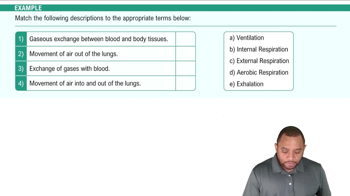 Introduction to Respiration Example 1e