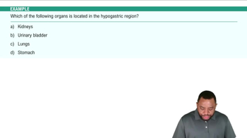 Abdominopelvic Regions Example 1