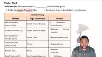Pituitary Gland Concept 2